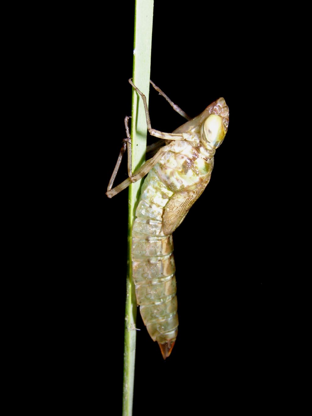 da identificare